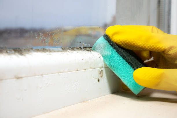 Best Attic Mold Removal  in Heritage Lake, IL