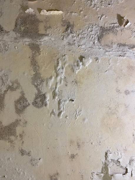 Best Mold Testing  in Heritage Lake, IL
