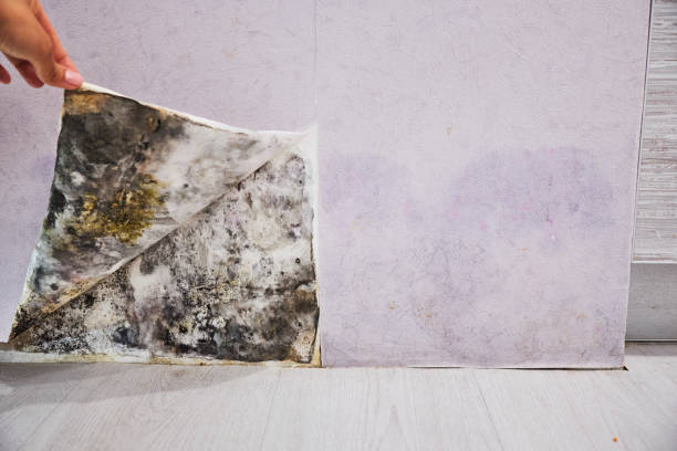 Mold Testing and Removal in Heritage Lake, IL